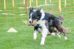 DSC_2336cor